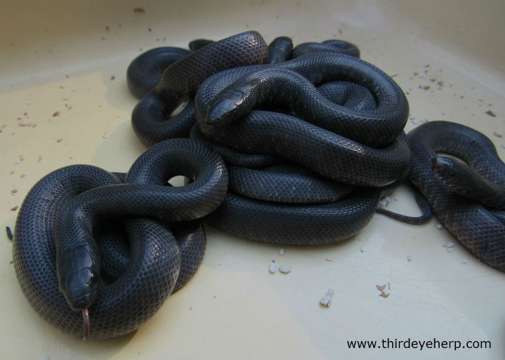 Western Black King Snakes